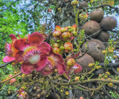 Yol kenarındaki Couroupita guianensis ağacı