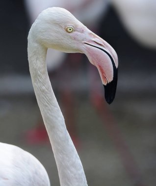 Flamingo kuşunun kafasından.