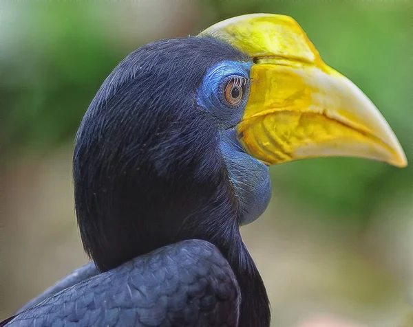 Colpo Alla Testa Dell Uccello Becco Del Corno — Foto Stock