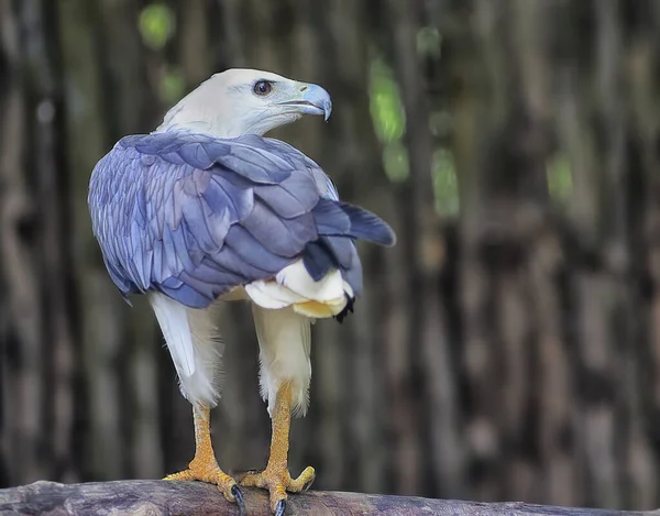 Colpo Testa Dell Aquila Testa Bianca — Foto Stock