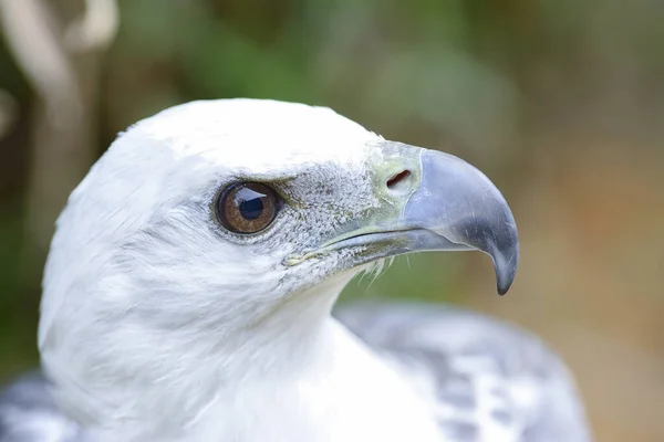 head shot of the white head eagle