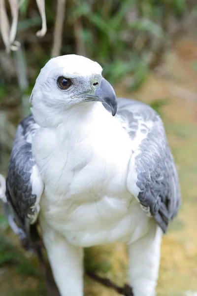 Colpo Testa Dell Aquila Testa Bianca — Foto Stock