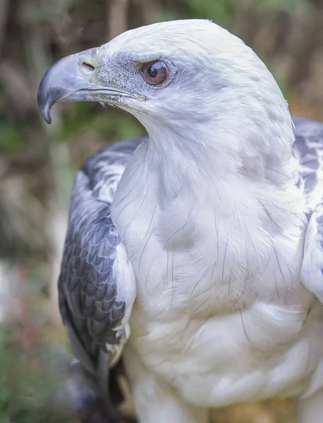 head shot of the white head eagle