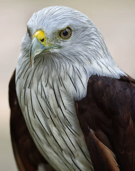 Colpo Testa Dell Aquila Testa Bianca — Foto Stock