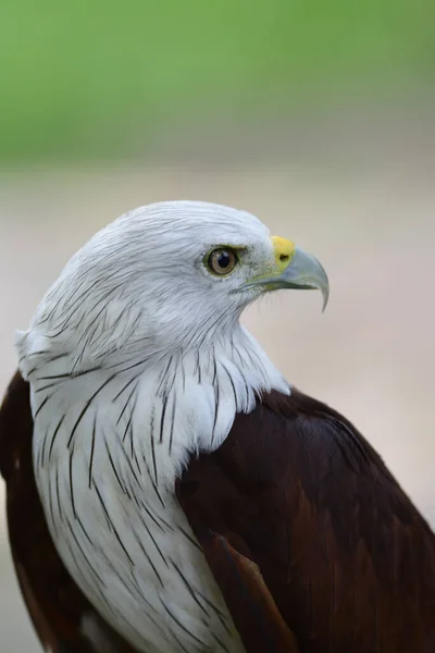 Head Shot White Head Eagle — Stock Photo, Image