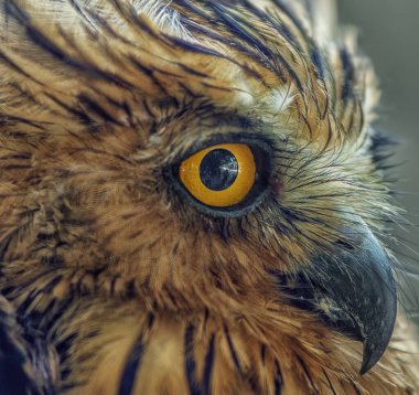 Gece kuşunun kafasından.