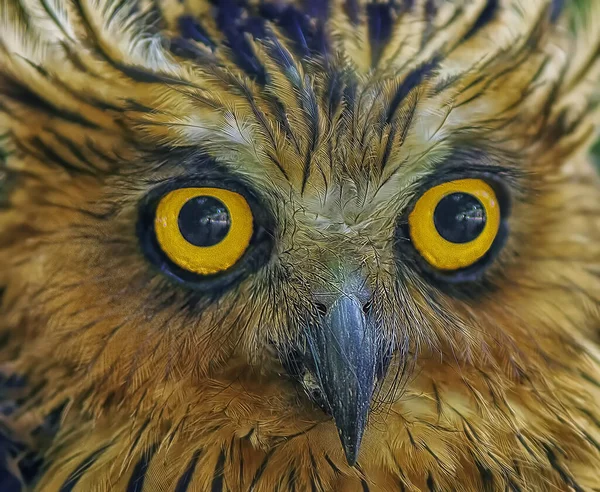 head shot of the Night owl bird