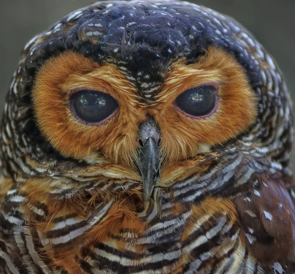 Coup Tête Oiseau Hibou Nuit — Photo