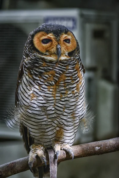 Coup Tête Oiseau Hibou Nuit — Photo