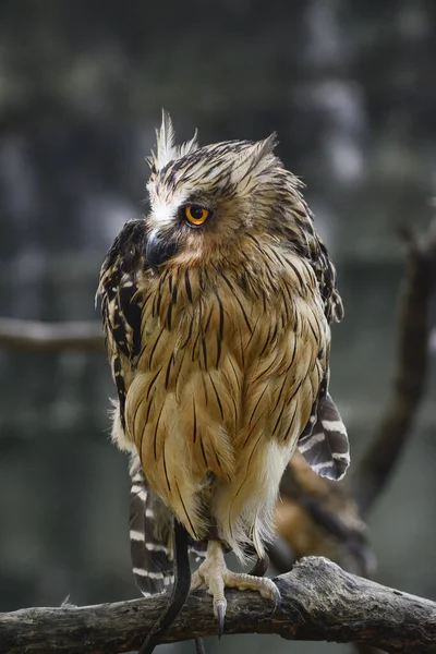 head shot of the Night owl bird