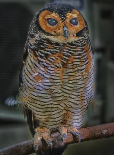 Head Shot Night Owl Bird — Stock Photo, Image