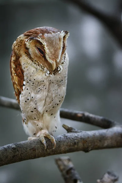 Head Shot Night Owl Bird — Stock Photo, Image