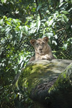 Aslan yakınlarda dinleniyor.