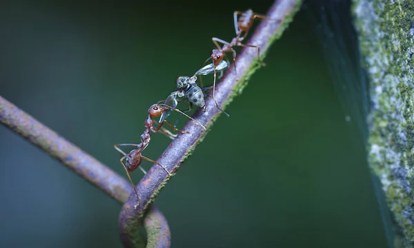 Weaver Ants Holding Its Prey — Stock Photo, Image