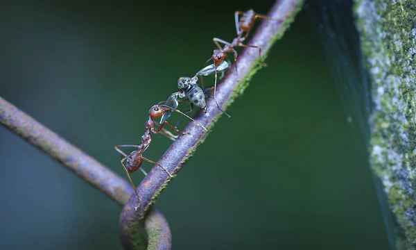 Formiche Tessitrici Che Tengono Sulla Sua Preda — Foto Stock