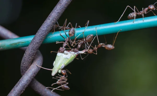 Formigas Tecelãs Segurando Sua Presa — Fotografia de Stock