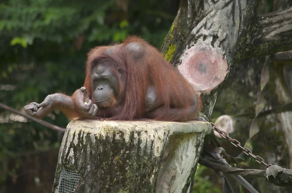 Orangutan Spoczywa Pniu Drzewa — Zdjęcie stockowe