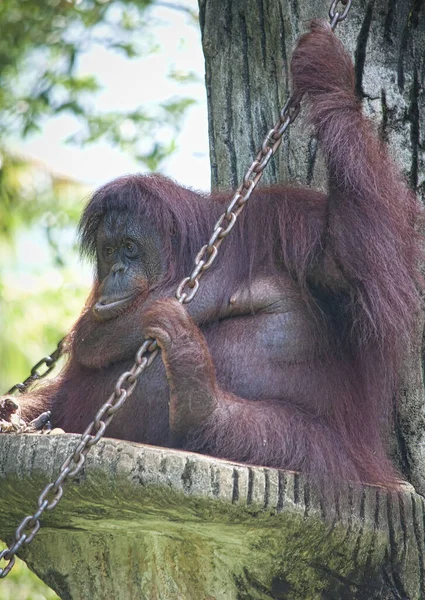 Orangutan Spoczywa Pniu Drzewa — Zdjęcie stockowe