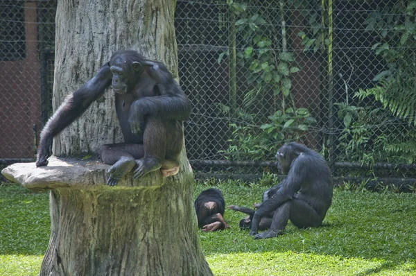 Chimpanzé Famille Reposent Sur Herbe — Photo