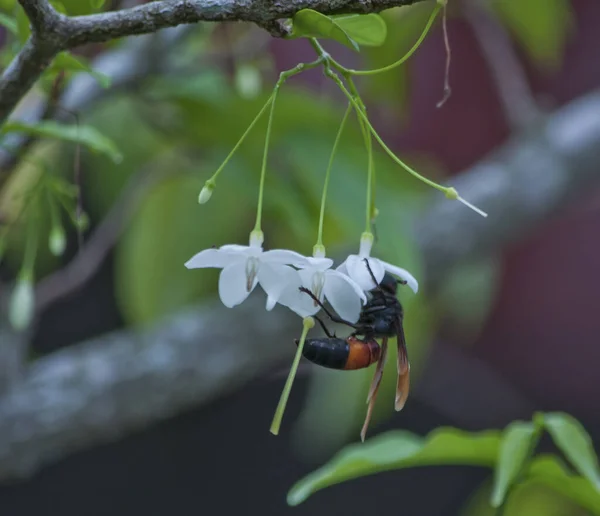 Σφήκα Στο Λουλούδι Γιασεμί — Φωτογραφία Αρχείου