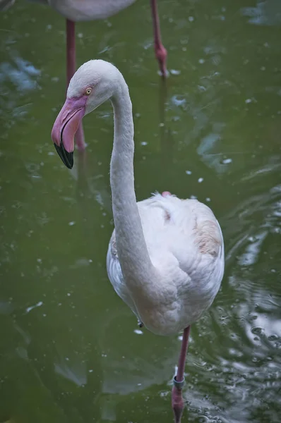 Flamingo Standing Lake — Stock Photo, Image