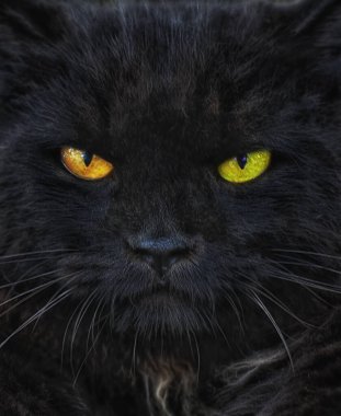 Kedi portresi.