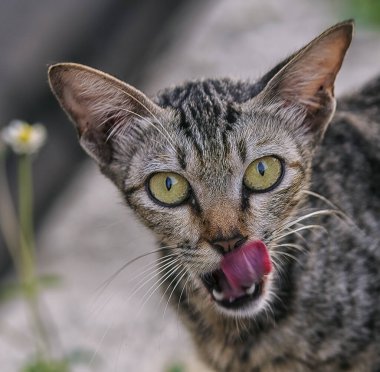 Kedi portresi.