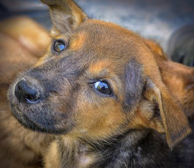 Şirin köpek ya da köpek yavrusunun yakın teması