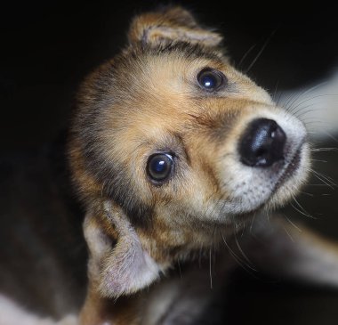 Şirin köpek ya da köpek yavrusunun yakın teması