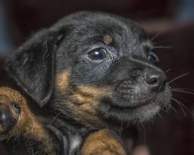Şirin köpek ya da köpek yavrusunun yakın teması