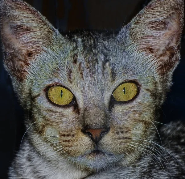 Retrato Cabeza Disparo Gato — Foto de Stock