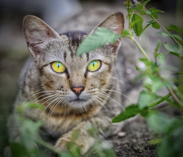 Retrato Cabeza Disparo Gato — Foto de Stock