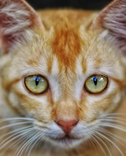 Portrait Head Shot Cat — Stock Photo, Image