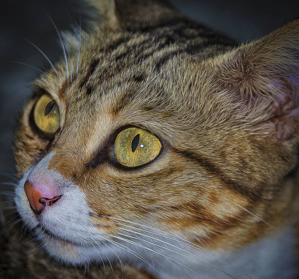 Porträt Kopfschuss Von Katze — Stockfoto