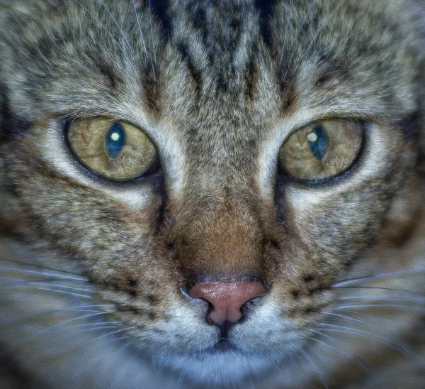 Portret Hoofd Schot Van Kat — Stockfoto