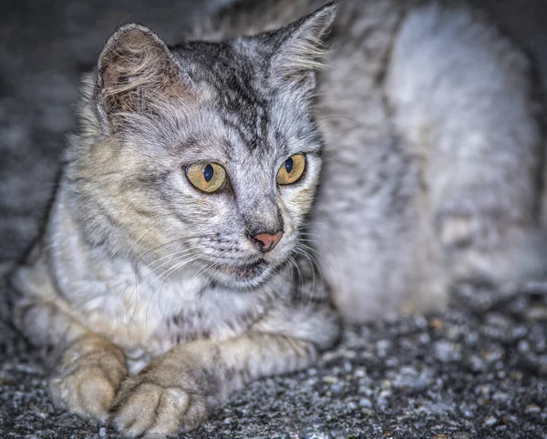 猫的肖像头像 — 图库照片