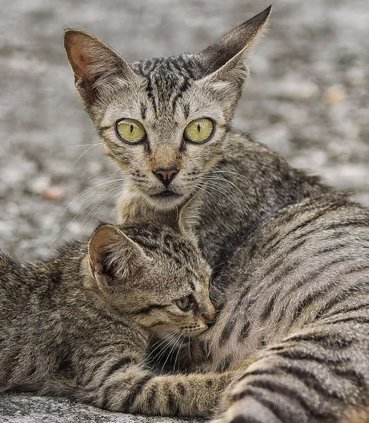 Porträt Kopfschuss Von Katze — Stockfoto