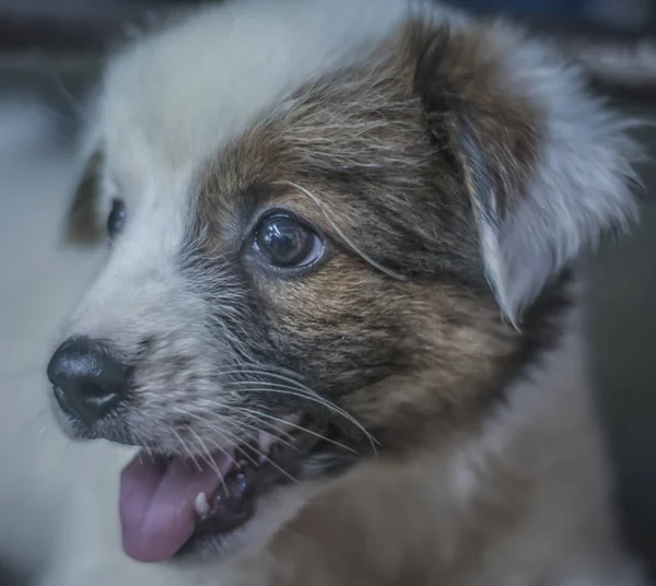 Tiro Cabeça Perto Cachorro Bonito Cão — Fotografia de Stock