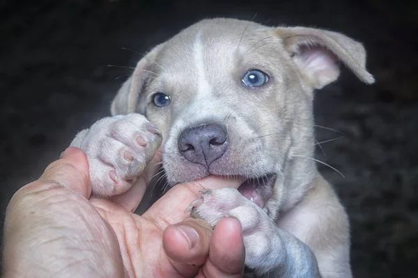 Close Headshot Van Schattige Puppy Hond — Stockfoto