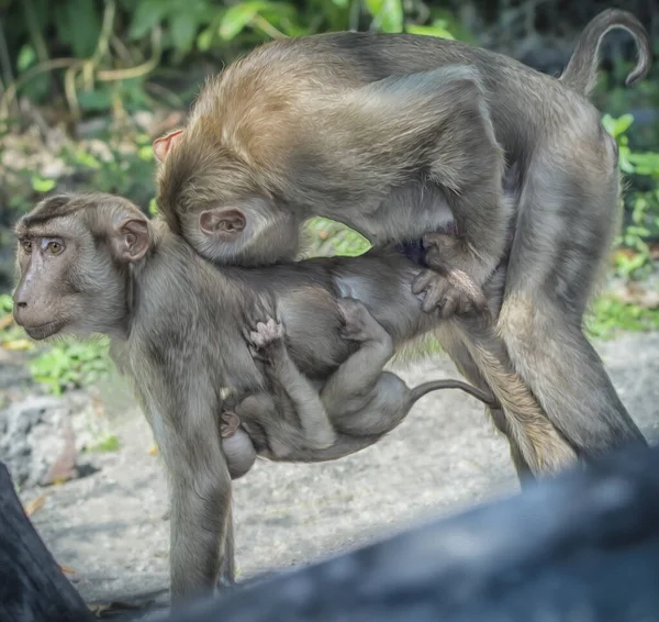 Foto Dekat Monyet Macaque — Stok Foto