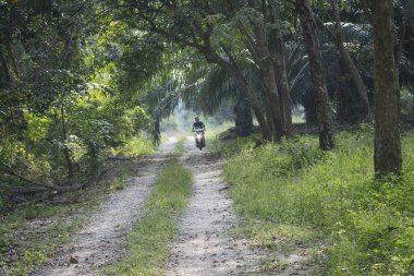 Perak, Malezya. 30 Mart sabahı, New Village Kampong Koh 'taki çiftliklerine giden kumlu yolda sürücünün görüntüsü.. 