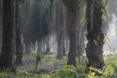 Vahşi ormana giden toprak yol.