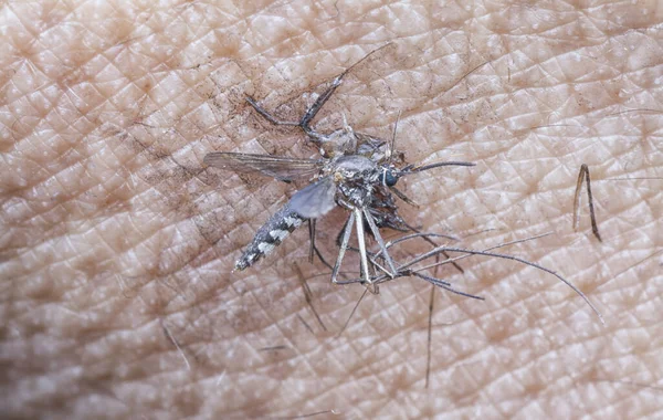 Tiro Cercano Mosquito Piel Humana —  Fotos de Stock