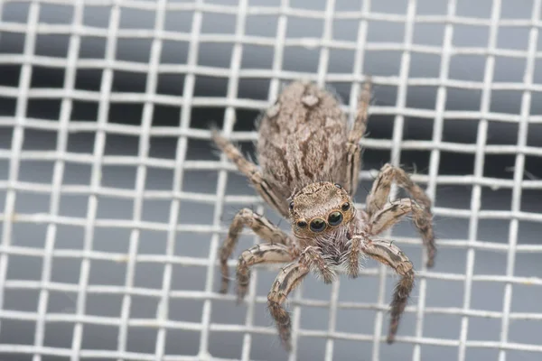 Close Shot Van Tuin Salticidae — Stockfoto