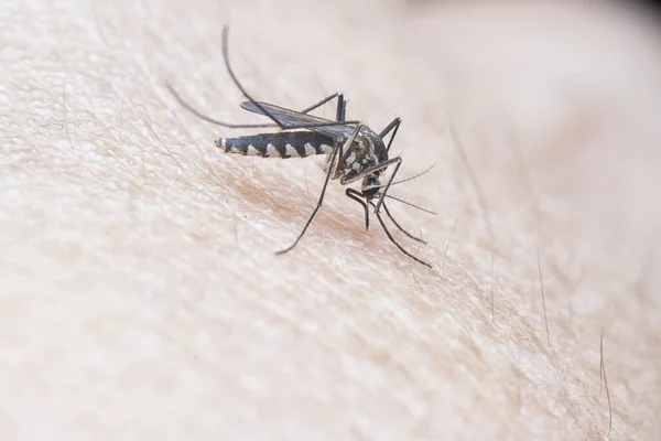 Tiro Cercano Mosquito Piel Humana —  Fotos de Stock