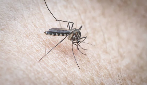 Tiro Cercano Mosquito Piel Humana — Foto de Stock