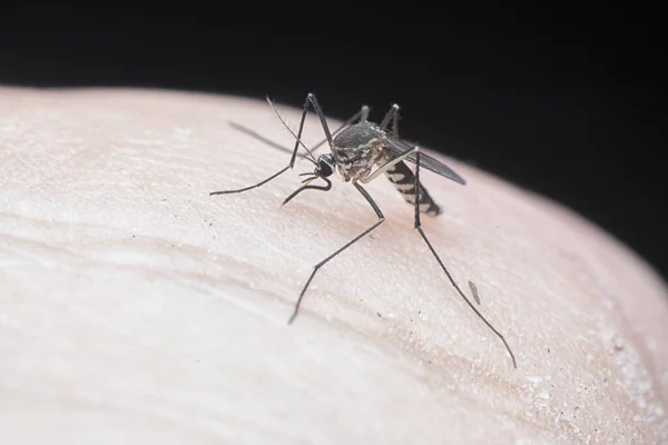 Tiro Cercano Mosquito Piel Humana —  Fotos de Stock