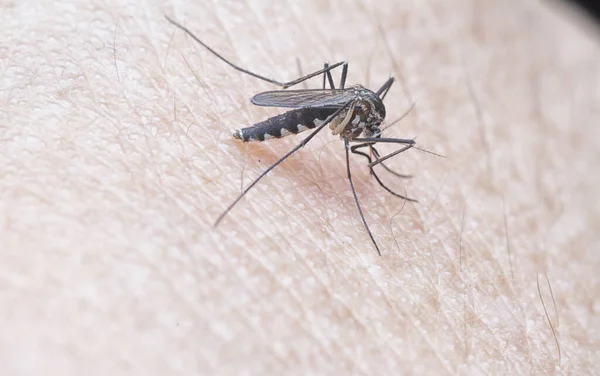 Tiro Cercano Mosquito Piel Humana — Foto de Stock