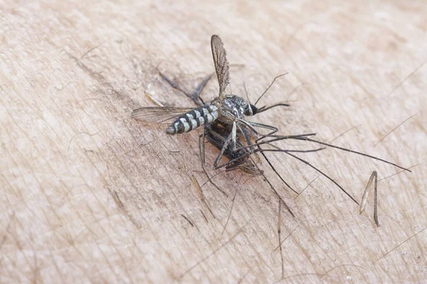 Tiro Cercano Mosquito Piel Humana —  Fotos de Stock