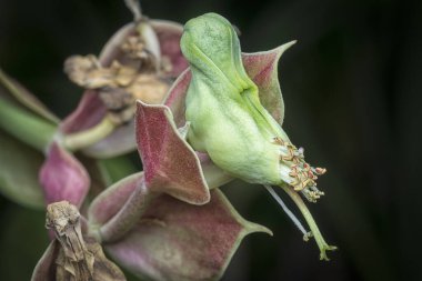 Şeytan 'ın Omurga Çiçeği' nin yakın çekimi